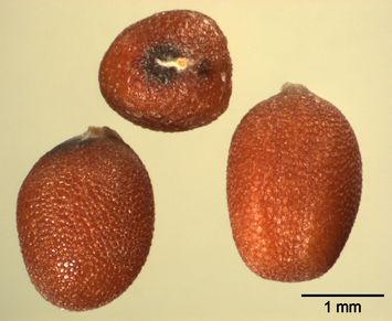 Vorschaubild Schwarzer Senf